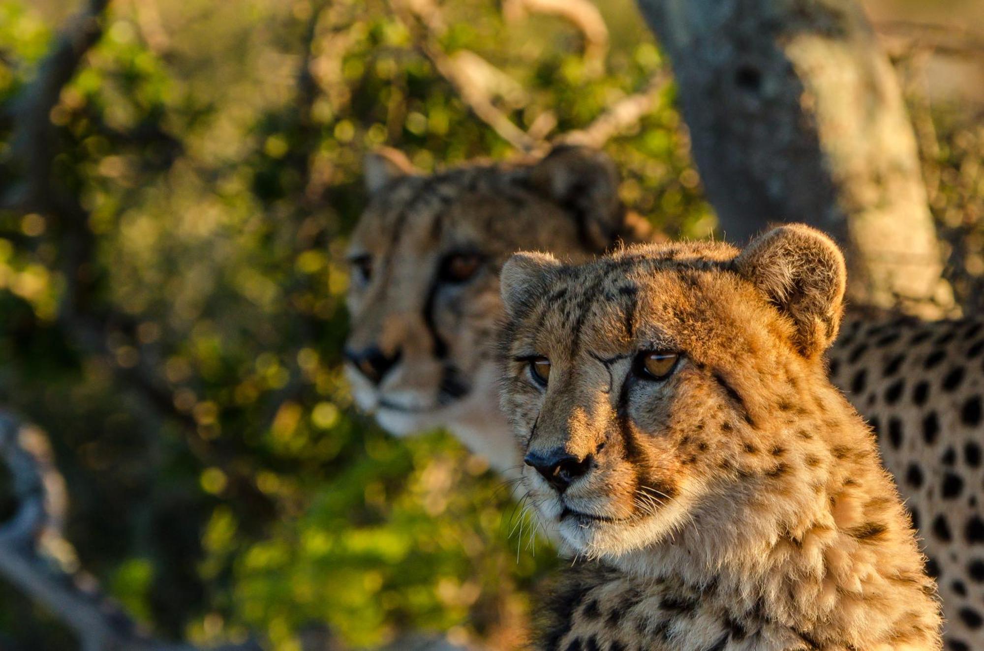 Kwandwe Private Game Reserve - Melton Manor Grahamstown Exterior foto