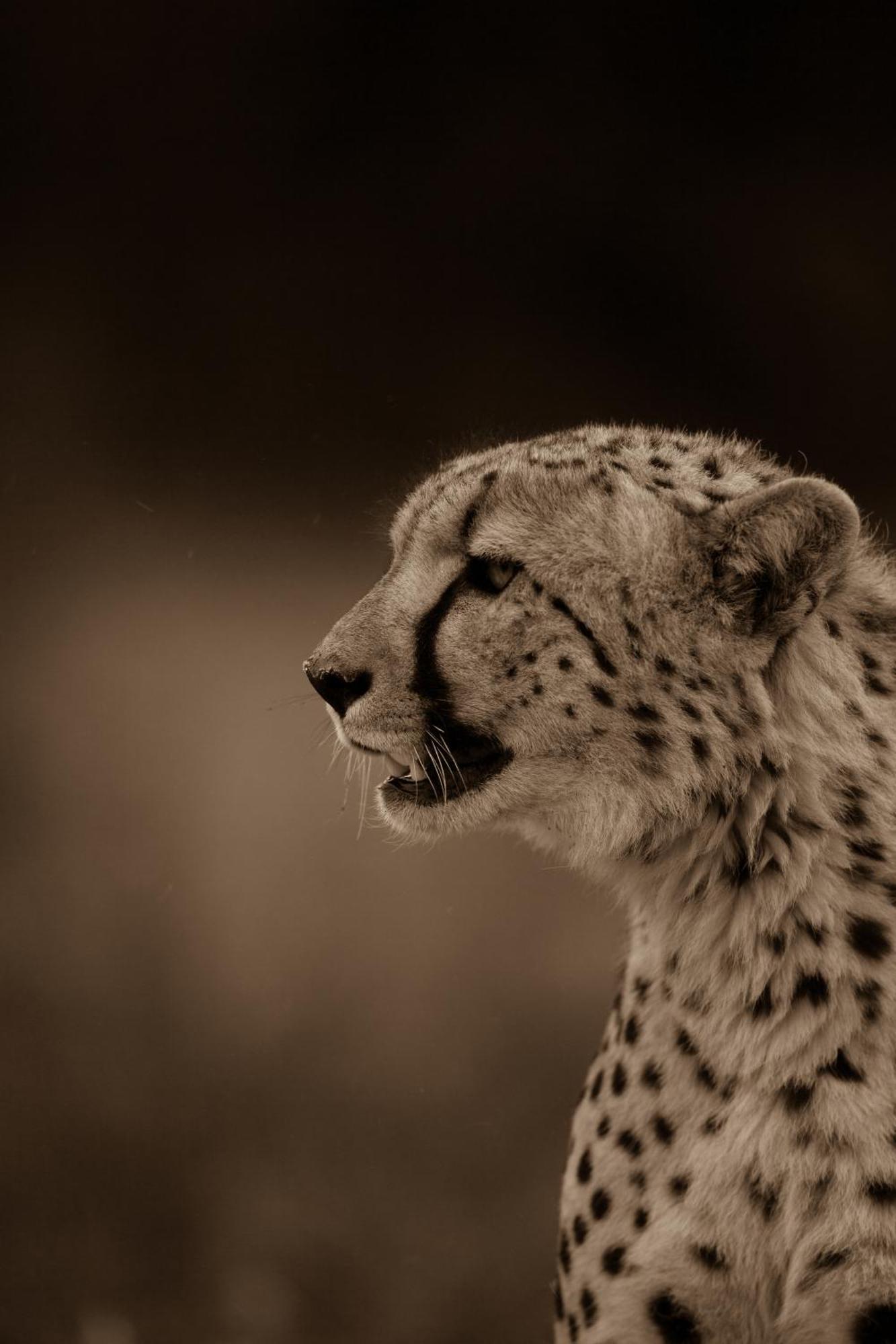 Kwandwe Private Game Reserve - Melton Manor Grahamstown Exterior foto