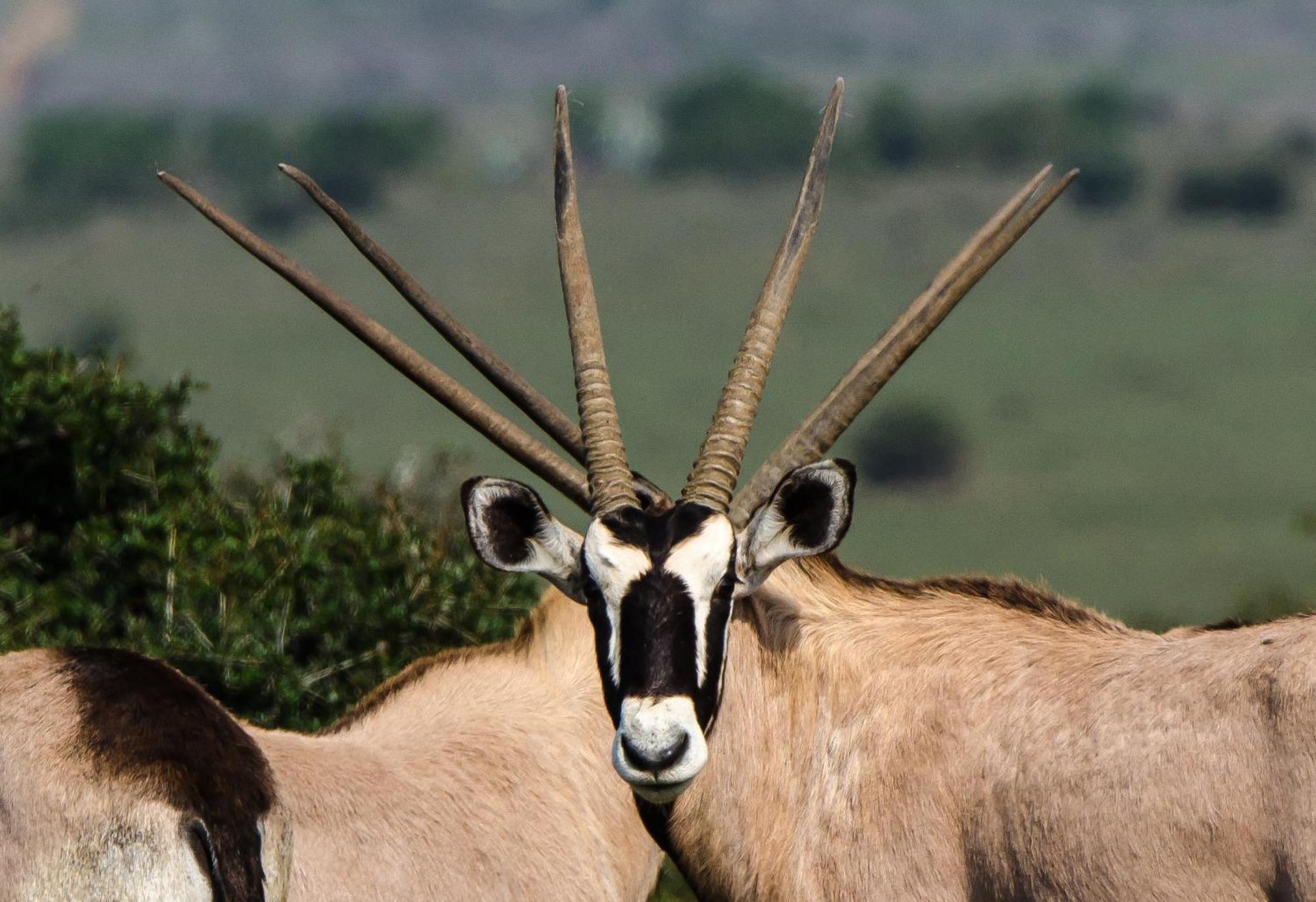 Kwandwe Private Game Reserve - Melton Manor Grahamstown Exterior foto