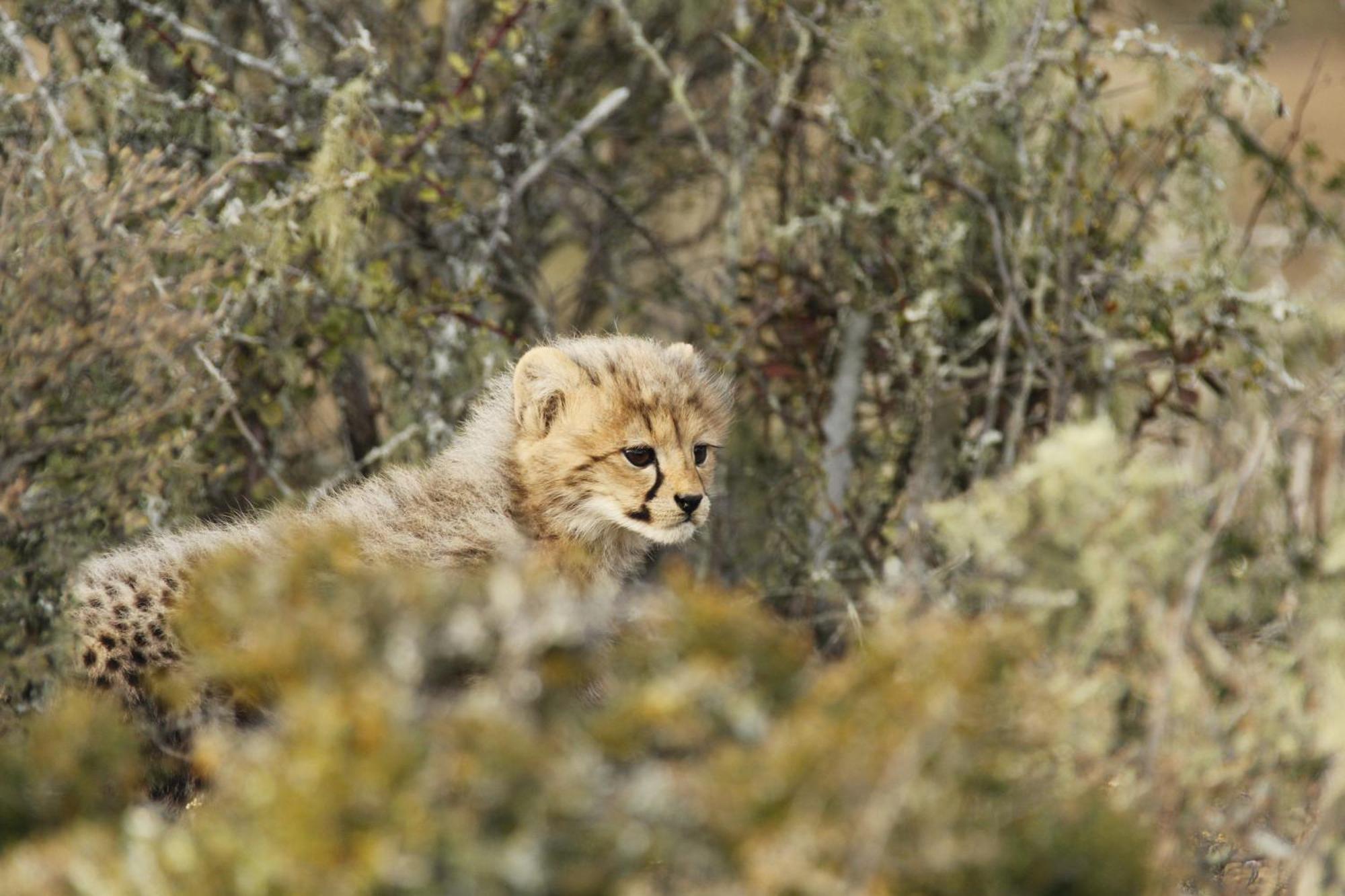 Kwandwe Private Game Reserve - Melton Manor Grahamstown Exterior foto